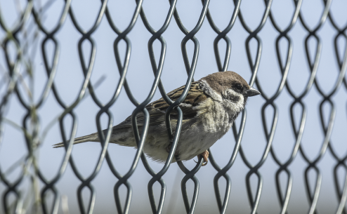 Güvenliğin Öncüsü: Mars Tel Örgü, Yeni Ürünlerle Müşterilerini Memnun Ediyor